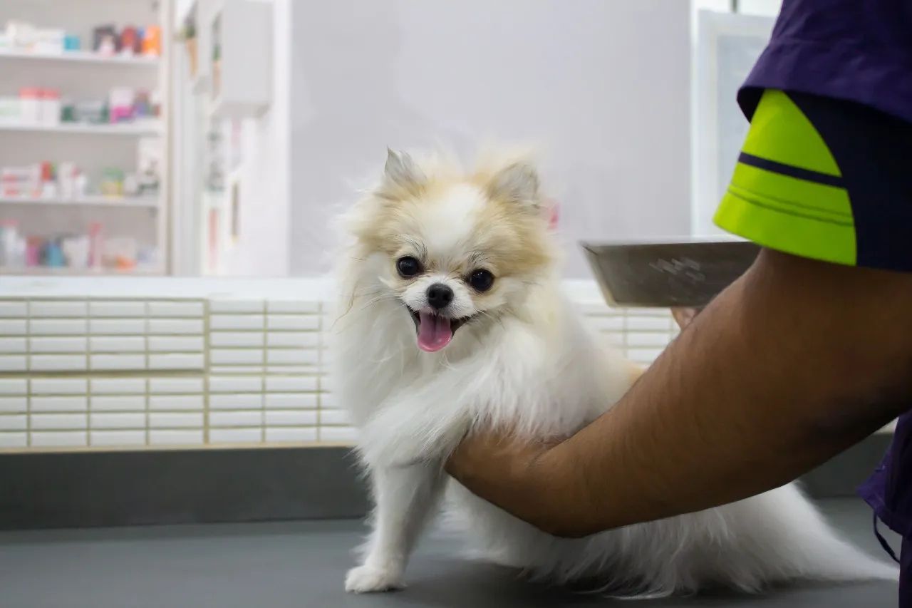 Pet em atendimento veterinário